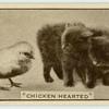 Chicken hearted'.