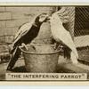 'The interfering parrot.'