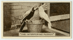 'The interfering parrot.'