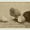'Eggstrordinary.'