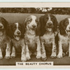 The beauty chorus.