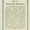 Blackburn monoplane.