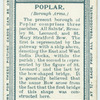 Poplar.