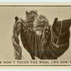 'No, we won't touch the wool (we don't think).'