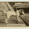 'Who said rats?'