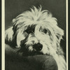 Dog star.