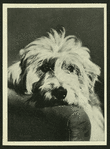 Dog star.
