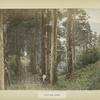 Gongen Road Hakone