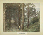 Gongen Road Hakone