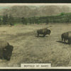 Buffalo at Banff.