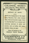Buffalo at Banff.