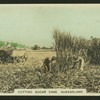 Cutting sugar cane, Queensland.