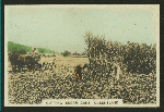 Cutting sugar cane, Queensland.