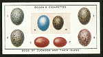 Eggs of cuckoos and their dupes.
