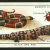 Black and red gila monster.