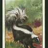 The skunk.