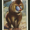 The mandrill.