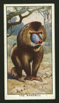 The mandrill.