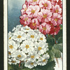 The Chinese primrose.