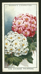 The Chinese primrose.