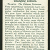 The Chinese primrose.