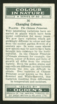 The Chinese primrose.