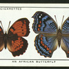 An African butterfly.