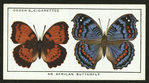 An African butterfly.