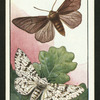 The peppered moth.