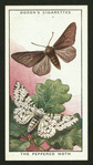 The peppered moth.