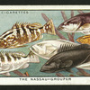 The nassau grouper.