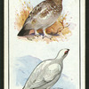 The ptarmigan.