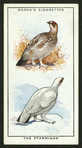 The ptarmigan.