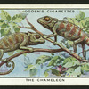 The chameleon.