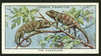 The chameleon.