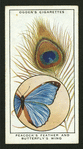 Peacock's feather and butterfly's wing.