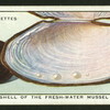 Shell of the fresh-water mussel.