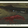 Deep-sea animals.