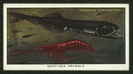 Deep-sea animals.