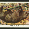 The sloth.