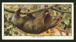The sloth.