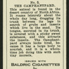 The camphantpard.