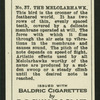 The melolarhawk.