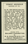The melolarhawk.