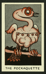 The pockaquette.