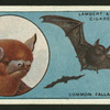 All bats are blind.