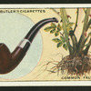 Briar pipes are made from the roots of the Sweetbriar.