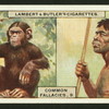 According to Darwin we are descended from monkeys.