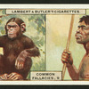 According to Darwin we are descended from monkeys.