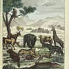 Les Quadrupèdes: le Singe, le Lion, l'Ane, le Cheval, la Vache, l'Elephant, le Chameau, la Girafe, le Tigre, le Loup, le Renard, le Castor, le Chat, le Chien, le Crocodile.